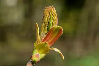 Knospe