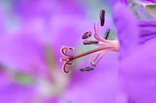 Foto: Werner Pietschmann Storchschnabel (Geranium pratense)