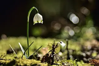 Märzenbecher (Leucojum vernum)