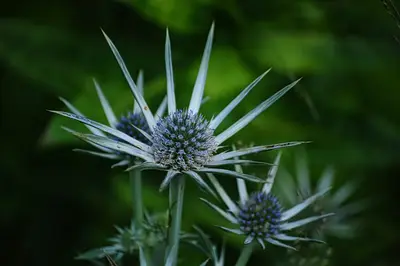 Alpen-Mannstreu (Eryngium alpinum)
