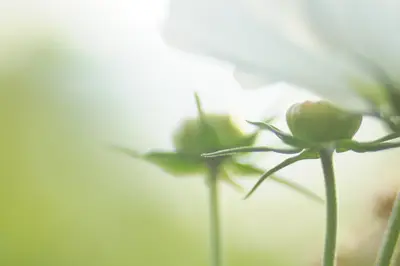 Die Kosmee (Cosmos) wird auch Schmuckkörbchen genannt.