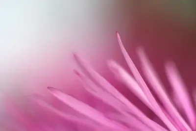 Blütendetail