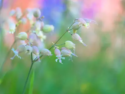 Taubenkropf-Leimkraut (Silene vulgaris)