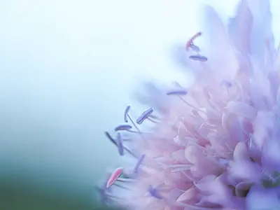 Blumendetail