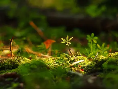 Waldmeister (Galium odoratum)