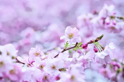 Kirschblüten