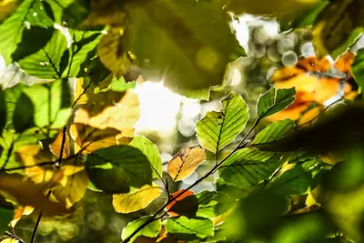 Laub der Rotbuche (Fagus sylvatica) im Gegenlicht