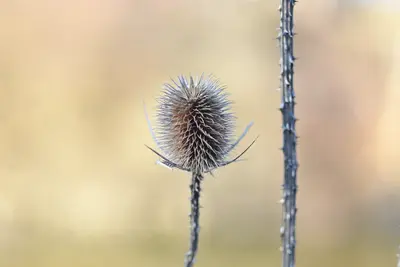 Wilde Karde (Dipsacus fullonum)