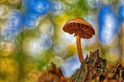 Foto: Werner Pietschmann Gift-Häubling (Galerina marginata)