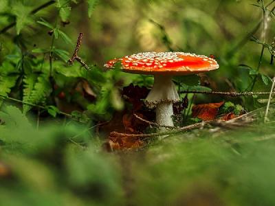Foto: Werner Pietschmann Fliegenpilz (Amanita muscaria)