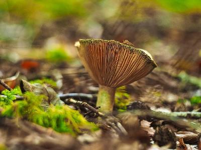 Foto: Werner Pietschmann Orangebrauner Milchling (Lactarius aurantiofulvus)