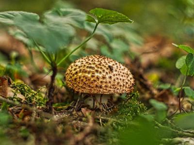 Foto: Werner Pietschmann Spitzschuppiger Stachel-Schirmling (Lepiota aspera)
