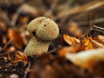 Foto: Werner Pietschmann Flaschen-Stäubling (Lycoperdon perlatum)