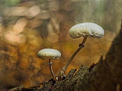 Foto: Werner Pietschmann Buchen- oder Beringter Schleimrübling (Mucidula mucida)