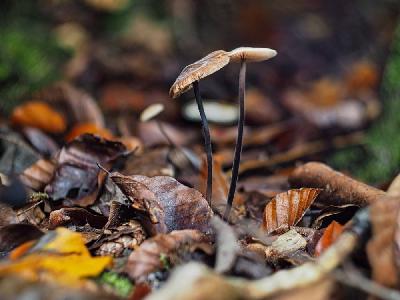 Foto: Werner Pietschmann Langstieliger Knoblauchschwindling (Mycetinis alliaceus)