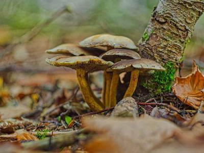 Foto: Werner Pietschmann Honiggelber Hallimasch (Armillaria mellea)