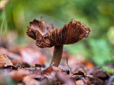 Foto: Werner Pietschmann Violetter Lacktrichterling (Laccaria amethystina)