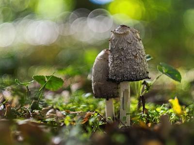 Foto: Werner Pietschmann Schopftintling (Coprinus comatus)