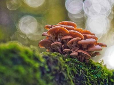 Foto: Werner Pietschmann Gemeiner Samtfußrübling (Flammulina velutipes)