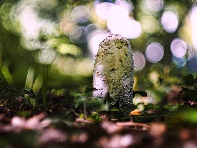Foto: Werner Pietschmann Schopftintling (Coprinus comatus)