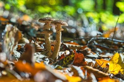 Foto: Werner Pietschmann Hallimasch oder Honigpilz (Armillaria)