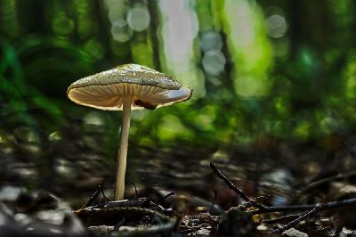 Grubiger Wurzelrübling (Hymenopellis radicata)