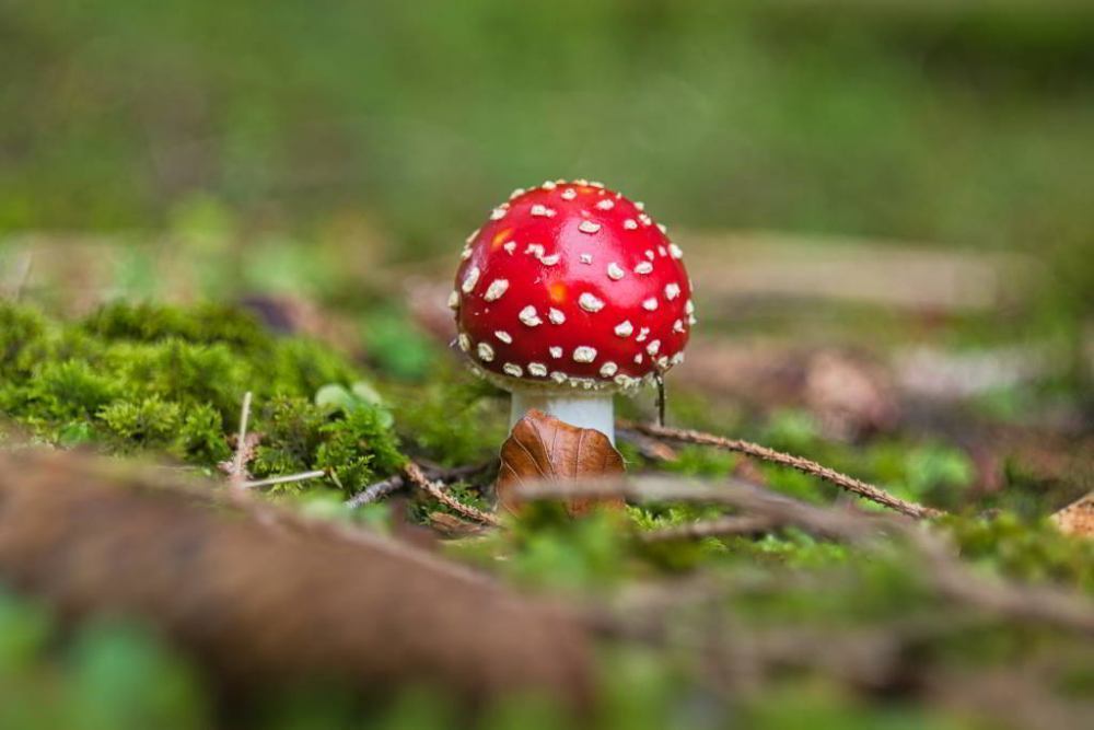 Foto: © Werner Pietschmann Fliegenpilz