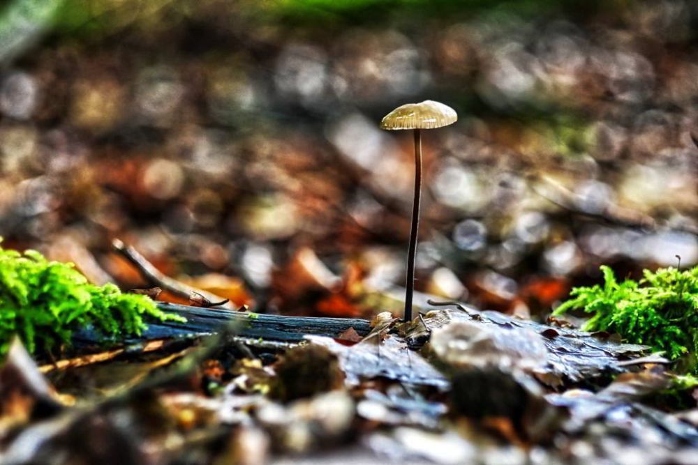 Foto: © Werner Pietschmann Knoblauchschwindling