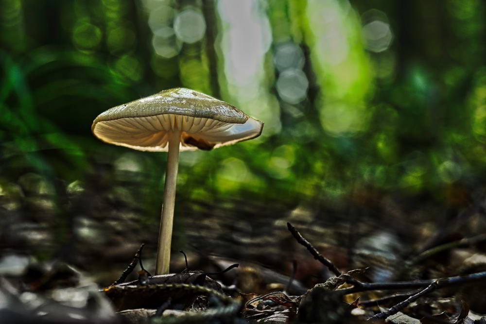 Foto: © Werner Pietschmann Grubiger Wurzelrübling (Hymenopellis radicata)