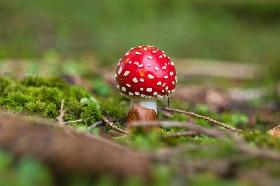 Pilze, fotografiert von Werner Pietschmann