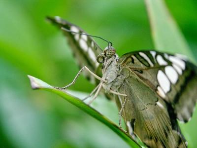 Foto: Werner Pietschmann Brauner Segelfalter (Parthenos sylvia)