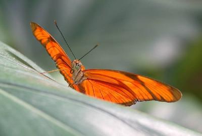 Foto: Werner Pietschmann Juliafalter (Dryas Iulia)