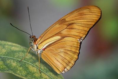 Foto: Werner Pietschmann Juliafalter (Dryas Iulia)