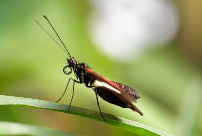 Foto: Werner Pietschmann Kleiner Kurier (Heliconius erato)