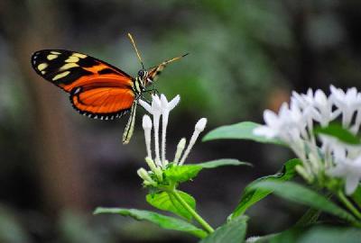Foto: Werner Pietschmann Tiger-Passionsfalter (Heliconius ismenius)