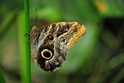 Foto: Werner Pietschmann Bananenfalter (Caligo eurilochus)