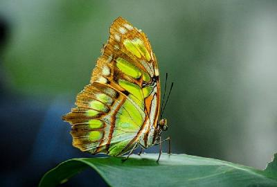 Foto: Werner Pietschmann Malachitfalter (Siproeta stelenes)