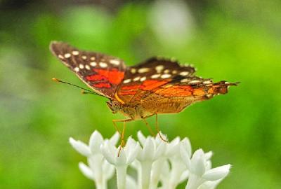 Foto: Werner Pietschmann Rote Anartia (Anartia amathea)