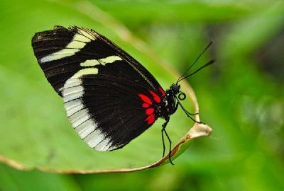 Foto: Werner Pietschmann Gelbstreifiger Passionsfalter (Heliconius hewitsoni)