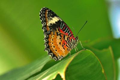 Foto: Werner Pietschmann Leoparden-Netzflügler (Cethosia cyane)