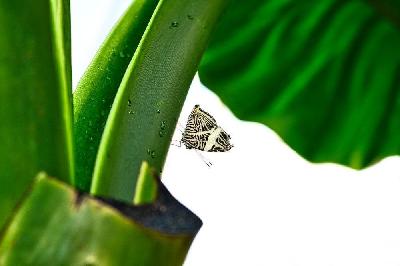 Foto: Werner Pietschmann Zebra-Mosaikfalter (Colobura dirce)