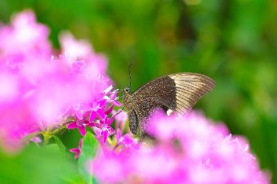 Foto: Werner Pietschmann Gebänderter Pfau (Papilio buddha)