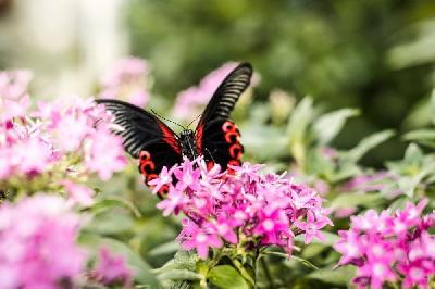 Foto: Werner Pietschmann Scharlachroter Schwalbenschwanz (Papilio rumanzovia)