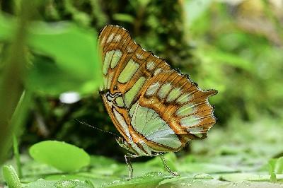 Foto: Werner Pietschmann Malachitfalter (Siproeta stelenes)