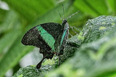 Foto: Werner Pietschmann Grüngestreifter Schwalbenschwanz (Papilio palinurus)