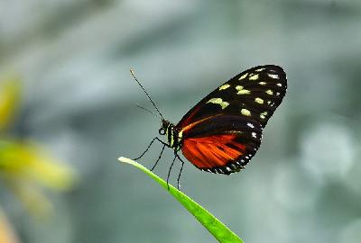 Foto: Werner Pietschmann Tiger-Passionsfalter (Heliconius ismenius)