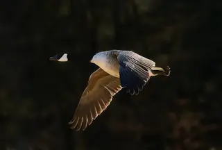 Fliegende Kanadagans (Branta canadensis)