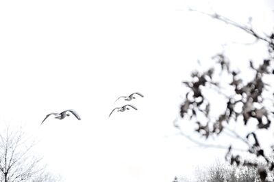 Fliegende Graugänse (Anser anser)