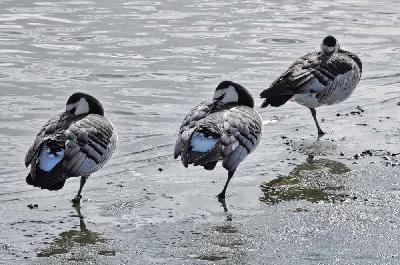 Foto: Werner Pietschmann ruhende Nonnen- / Weisswangengänse (Branta leucopsis)