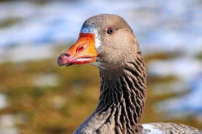 Foto: Werner Pietschmann Graugans (Anser anser)
